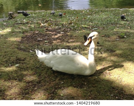 The swan in London park, England