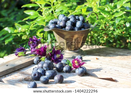 Blueberries on a rustic table, against the background of a blueberry bush, selective focus