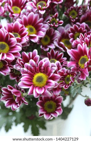 Small cute little Chrysanthemum flower picture that is good with background screen