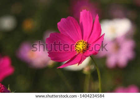 Beautiful and Elegant Cosmos Flower Photography