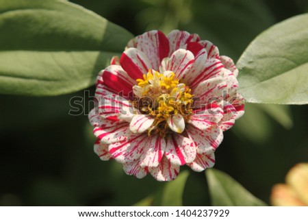 A small cute picture of a Zinnia flower with a good picture