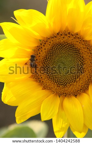 a picture of a cute yellow flower, sunflower.