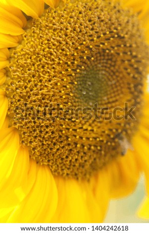 a picture of a cute yellow flower, sunflower.