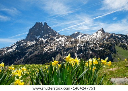 a view of Pic du Midi Ossau with daffodils in springtime, french Pyrenees
