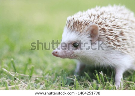 Dwarf porcupine on the lawn 