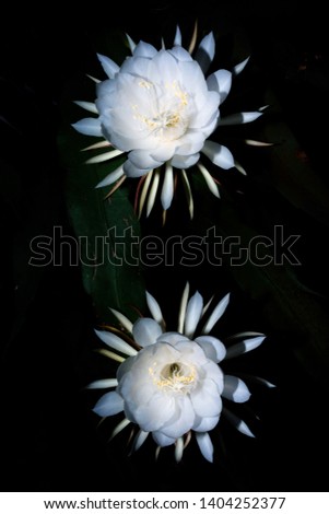 Wijaya Kusuma or Epiphyllum oxypetalum, a flower that blooms once in a year and that to only at night and spreads fragrances and its flowers wilt before dawn. It is a species of cactus.