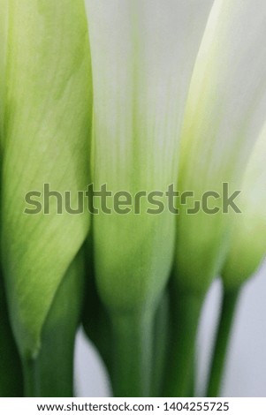 a picture of a beautiful, elated calla flower
