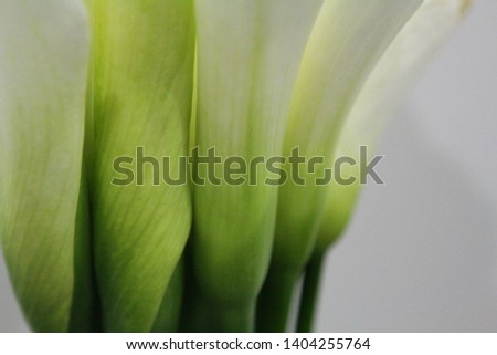 a picture of a beautiful, elated calla flower