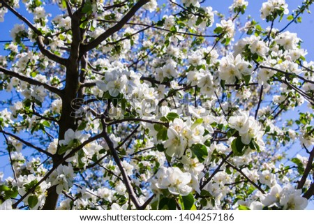 Kiev/Ukraine - April 29 2018: Apple tree blooms in the park
