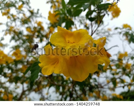 Background of blooming yellow flowers, pink with green leaves