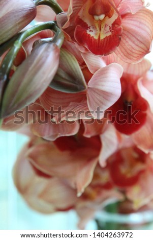 Elegant pink cymbidium flower picture