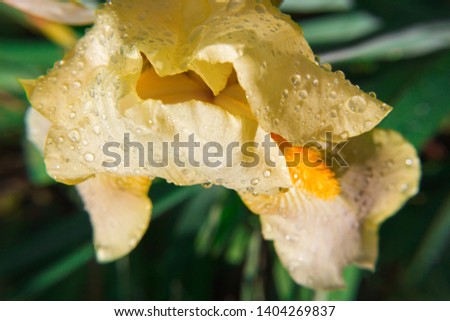 Spring spirit: close-up of yellow bright colorful iris flower on natural green backround. Petals with water drops. After rain. Contrast picture, details seen. Symbol of purity, protection, sorrow, 