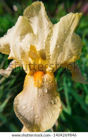 Spring spirit: close-up of yellow bright colorful iris flower on natural green backround. Petals with water drops. After rain.  Contrast picture, details seen. Symbol of purity, protection, sorrow,