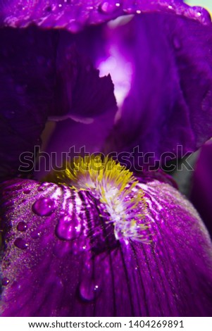 Spring spirit: macro part of purple iris flower. Petals with water drops. After rain. Contrast picture, details seen, beautiful curves. Symbol of purity, protection, sorrow, grief, pain. 