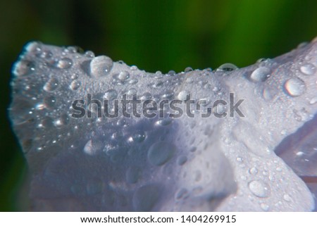 Macro flower petals with waterdrops. Colorful and contrast picture. Volume, light and shade. Colored, green bacgkround