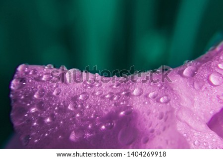 Macro flower petals with waterdrops. Colorful and contrast picture. Volume, light and shade. Colored, dark bacgkround