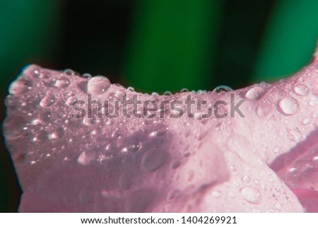 Macro flower petals with waterdrops. Colorful and contrast picture. Volume, light and shade. Colored, green bacgkround