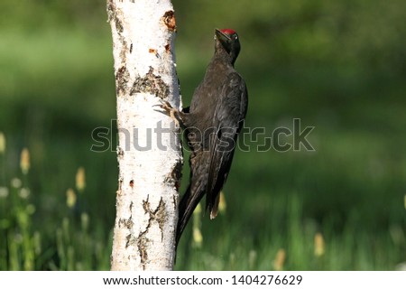Black woodpecker, Dryocopus martius, birds