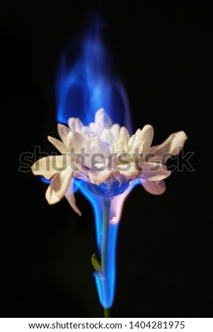 Close-up of burning chrysanthemum flower on black background