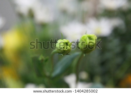 a picture of a lisianthus with soft leaves