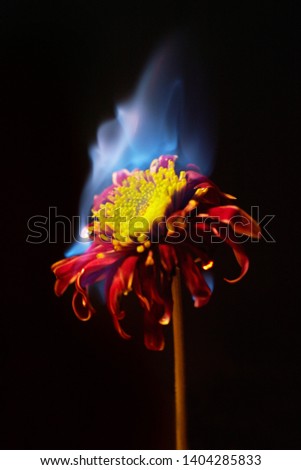 Close-up of burning chrysanthemum flower on black background