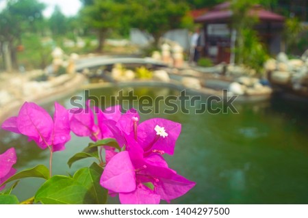Pink bougainvillea with blur backdrop of beautiful fish ponds, Selective focus.