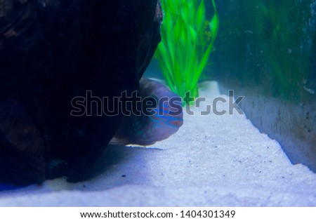 Green terror (Andinoacara rivulatus) colorful fish in aquarium