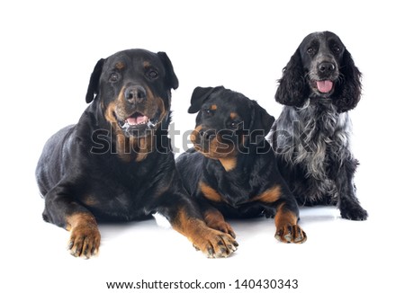 portrait of a purebred puppy rottweiler, adult and cocker spaniel in front of white background