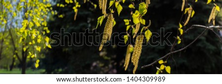 branches of flowering birch on a sunny day in the park. Web banner.