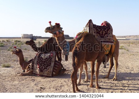 A group of dressed up camels gathered together for tourists to take a picture in a desert near Kashan in Iran.