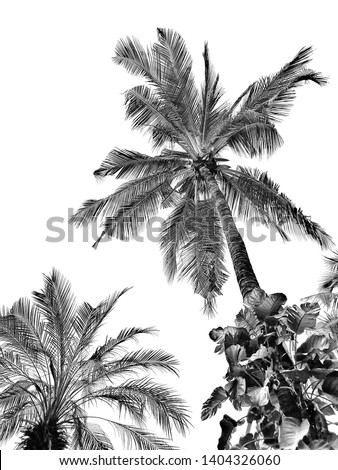 Palm leaves isolated  on white backgroun with copy space.Black and white picture.coconut tree