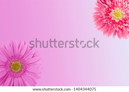 Pink Pretty flower, close up, isolated on white
