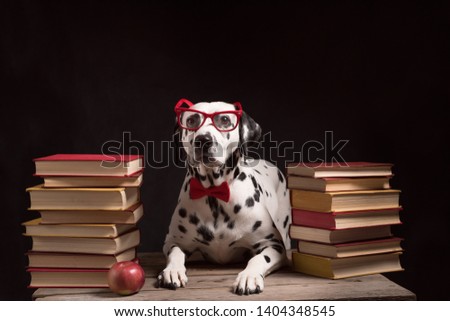 Dalmatian dog with reading glasses and red bow, sitting down between piles of books, on black background. Intelligent Dog professor among stack of books.Copy Space