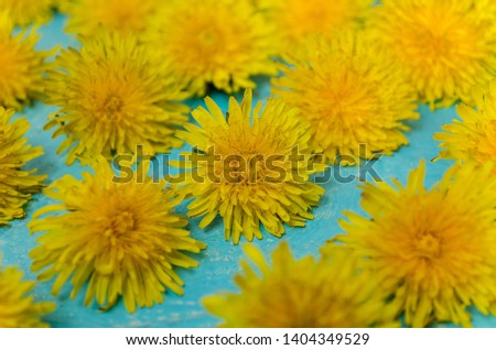 Blooming dandelion heads lie diagonally in a row. Suitable for design