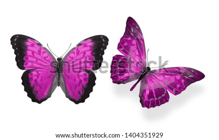 two pink butterflies isolated on white background