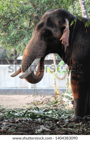 picture of captive elephant that takes part in temple festivals
