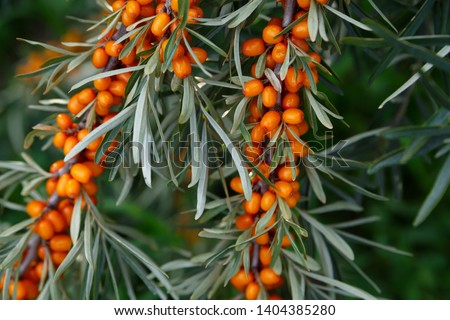 A lot of useful berries of sea-buckthorn on a bush with green leaves Royalty-Free Stock Photo #1404385280