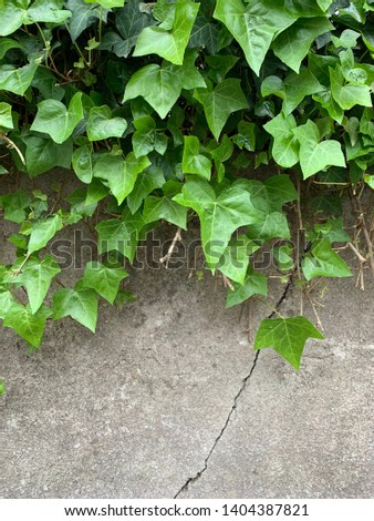 Green ivy on a concrete base