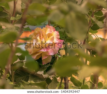 Beautiful picture with natural rose in spring.