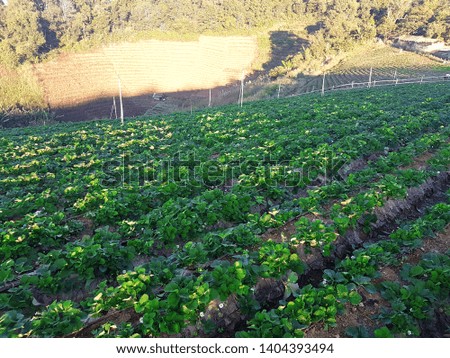 Strawberry plantation and the beauty of green leaves