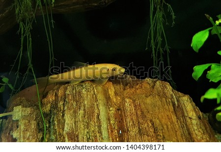 The beautiful golden Siamese algae eater, sucking loach, honey sucker (Gyrinocheilus aymonieri) in freshwater aquarium. It is one of the most popular aquarium fish, Family Gyrinocheilidae.