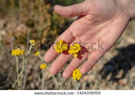 Woman's hand holding little wild flowers with evening sun. Spring wild life concept. 
