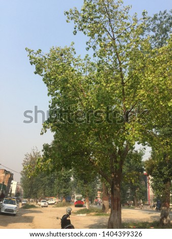 Hindus green tree pipal..Kathmandu Nepal,May 21/2019.
