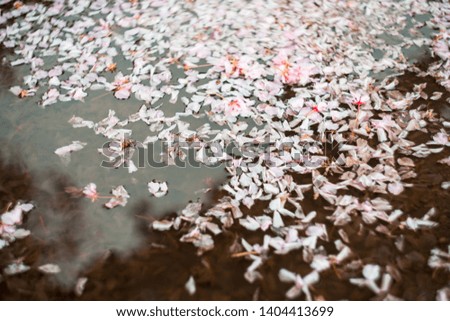 fallen sakura flowers in a puddle after rain