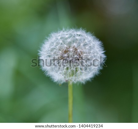 White dandelion closeup outdoors on green background