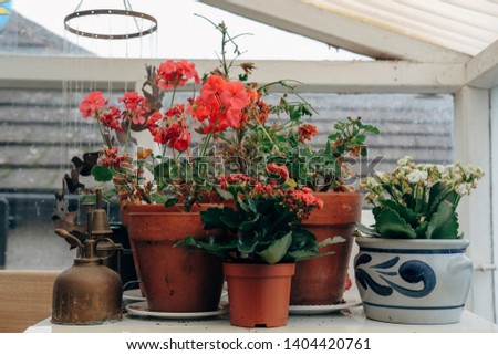 house plants in terracotta plant pots