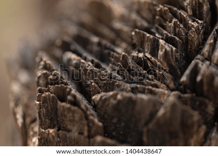 Detailed texture of a tree 