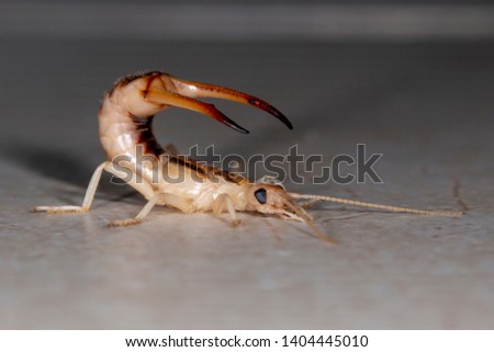 Shore Earwig (Labidura riparia) 
rare insect