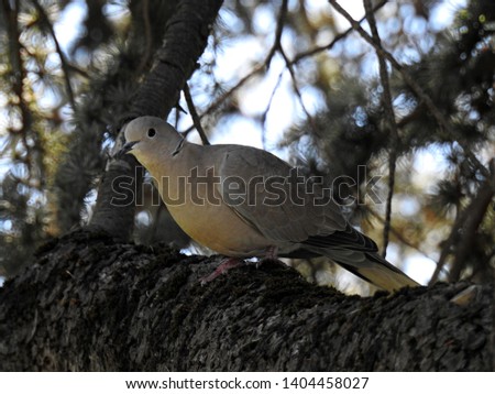 Horizontal portrait of Eurasian collared dove (Streptopelia decaocto) perched on a thick and textured branch of cedar tree with blurred foliage and sky background.  Species native to Europe and Asia
