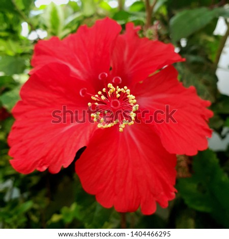 Hibiscus flowers,Selective focus close up with green blurry background.